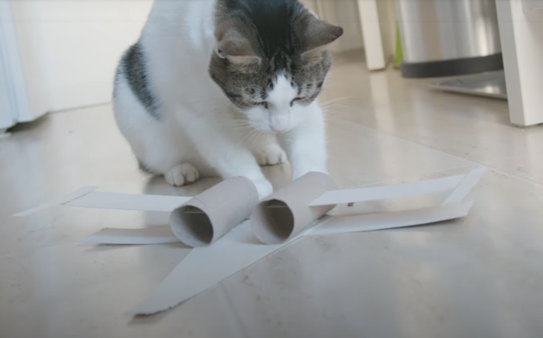 chat jouet