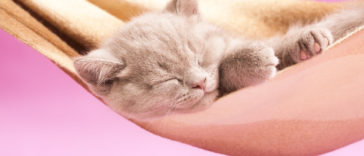 hamac chat