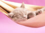hamac chat