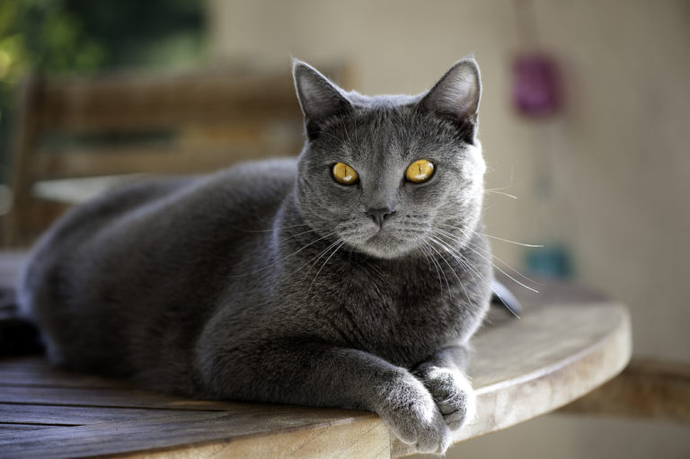 chat de race
