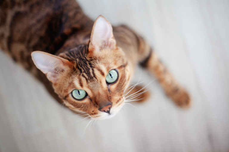 chat adulte
