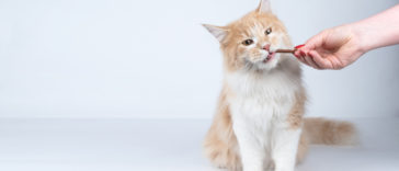 chat mange