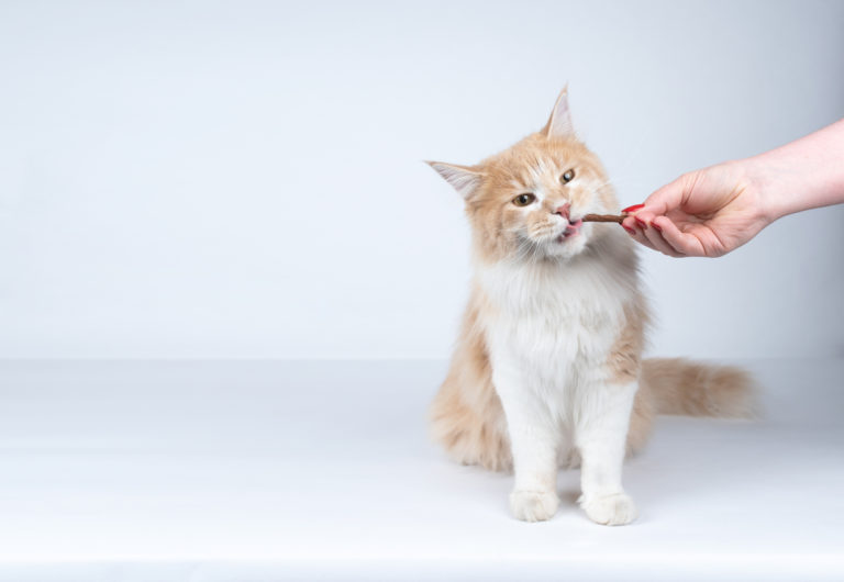 chat mange
