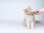 chat mange