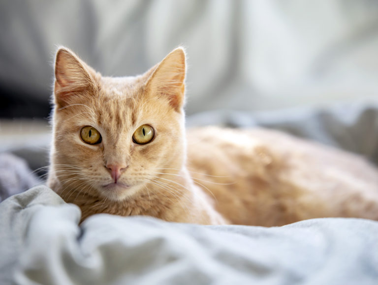 chat roux