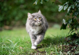 chat sort