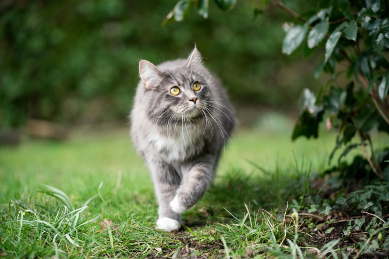 chat sort