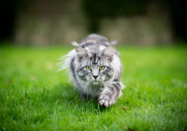 chat chasse