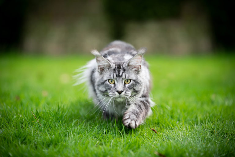 chat chasse