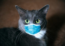 chat covid-19
