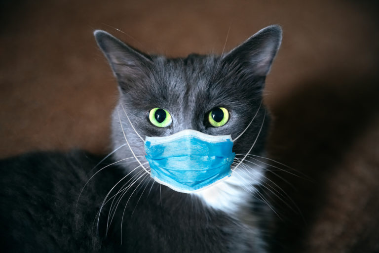chat covid-19
