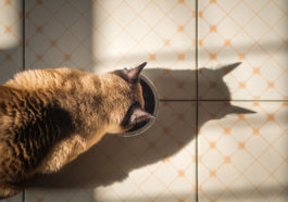 chat mange