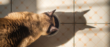 chat mange