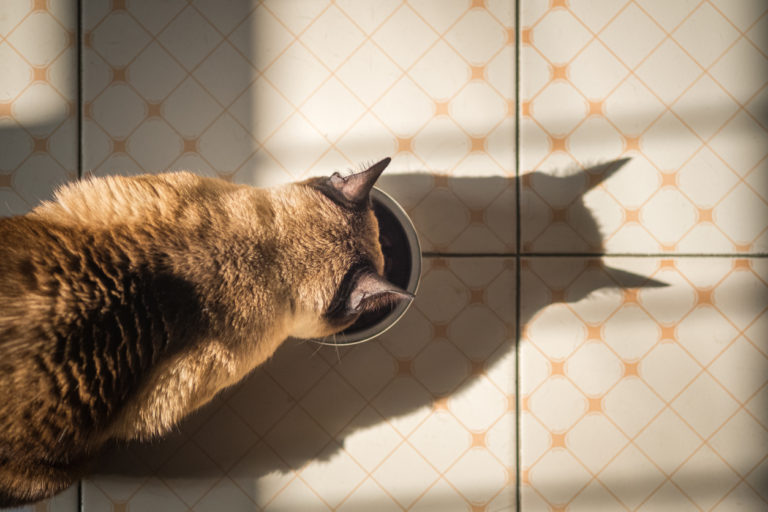 chat mange