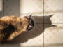 chat mange