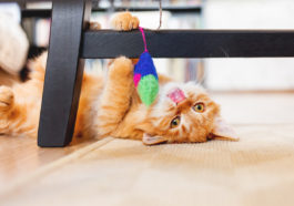 chat joue