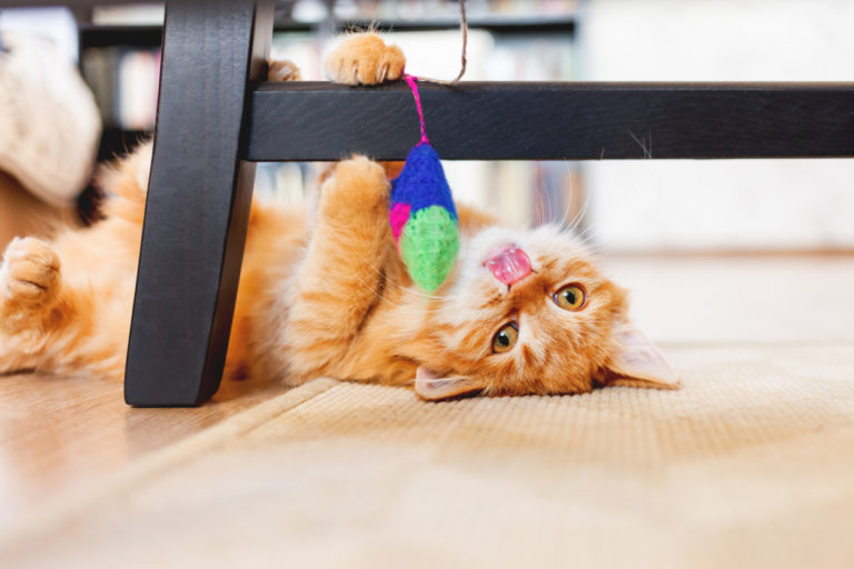 chat joue