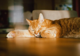 chat couché soleil