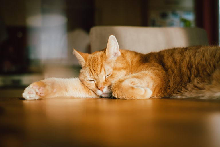 chat couché soleil