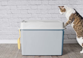litière chat