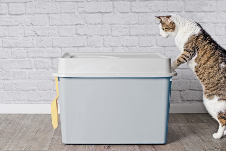 litière chat