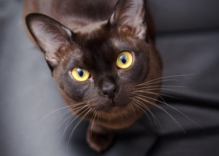 chat