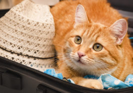 chat vacances