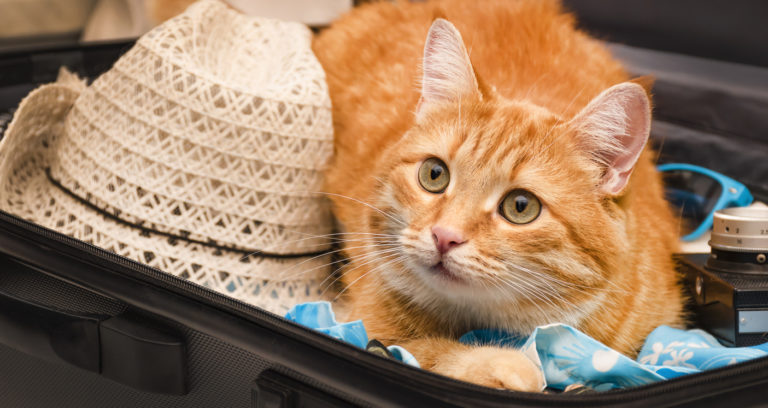 chat vacances