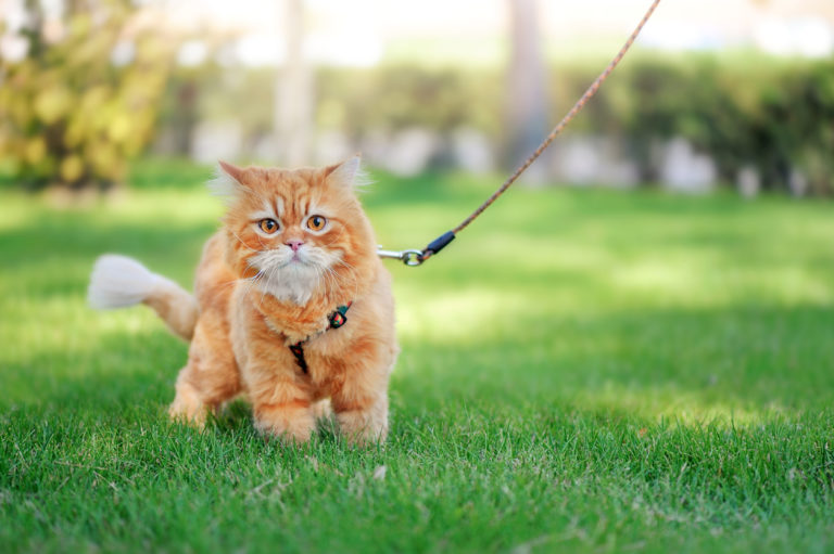 chat promenade en laisse