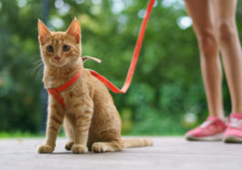 chat promenade en laisse