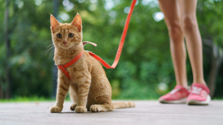 chat promenade en laisse