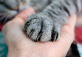 chat griffes