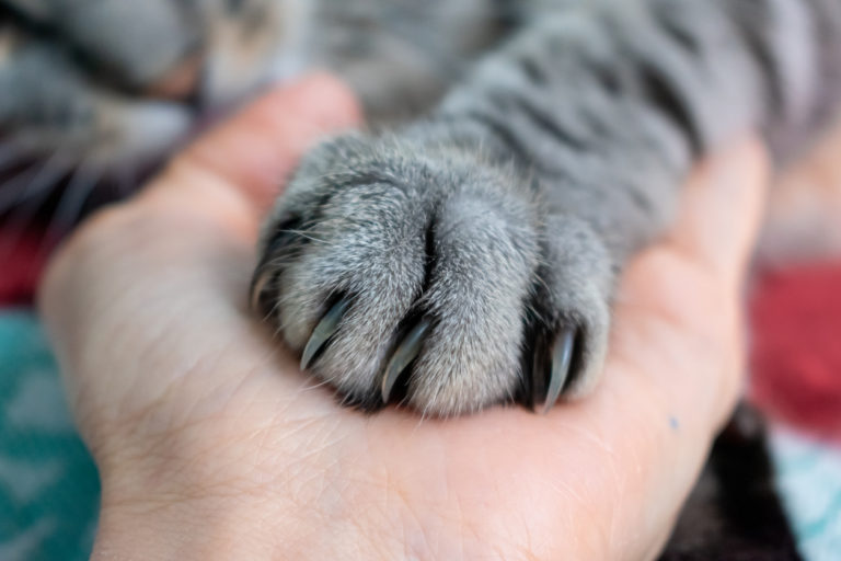 chat griffes