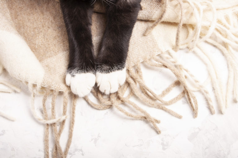 pattes de chat