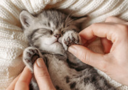 chaton