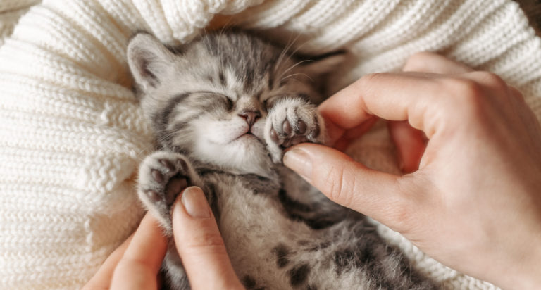 chaton