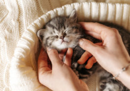chaton