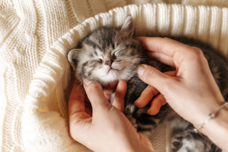 chaton