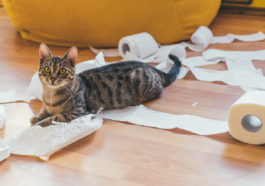 chat fait des bêtises