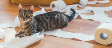 chat fait des bêtises