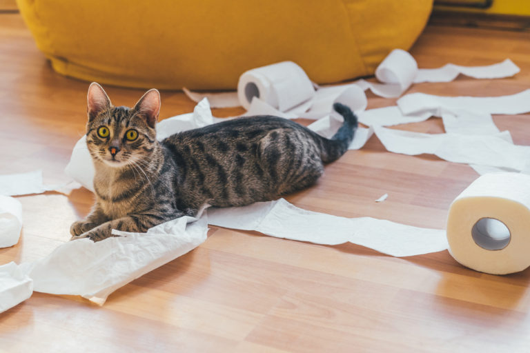 chat fait des bêtises
