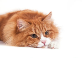 chat
