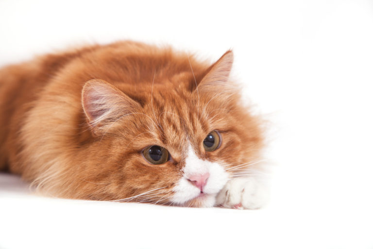 chat