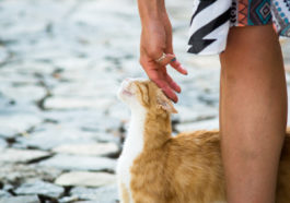 chatte en chaleur