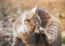 chat se gratte