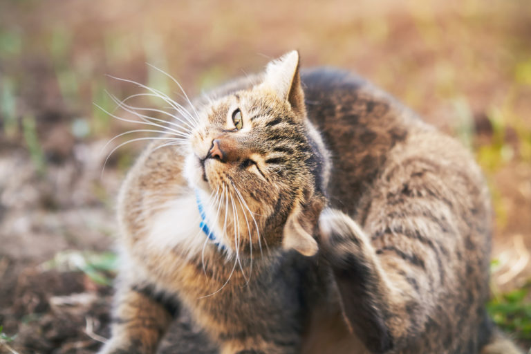 chat se gratte