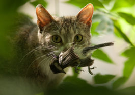 chat chasse