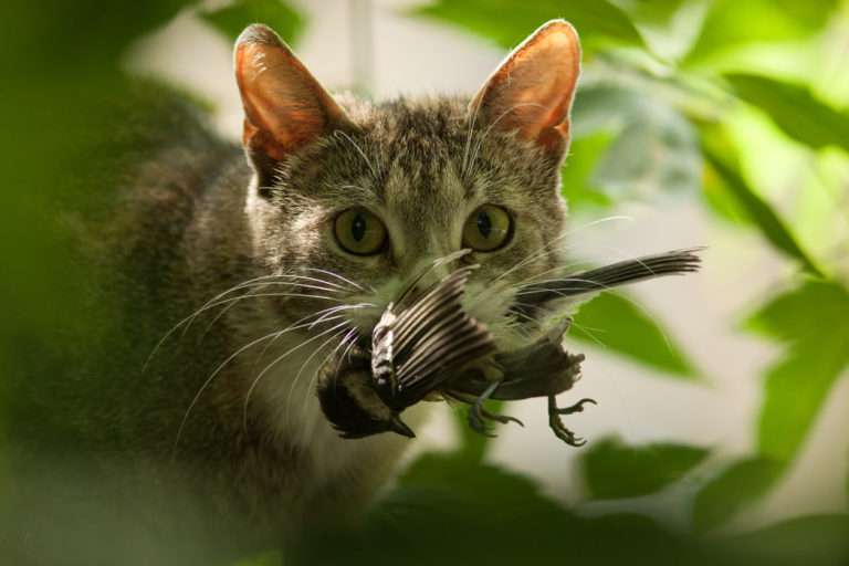 chat chasse