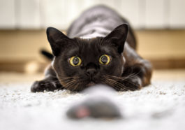 chat chasse