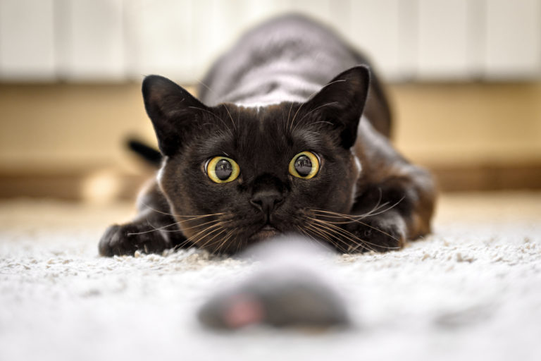 chat chasse